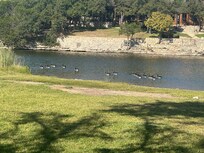 Geese visited daily