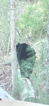 Bear visitor on his way out!