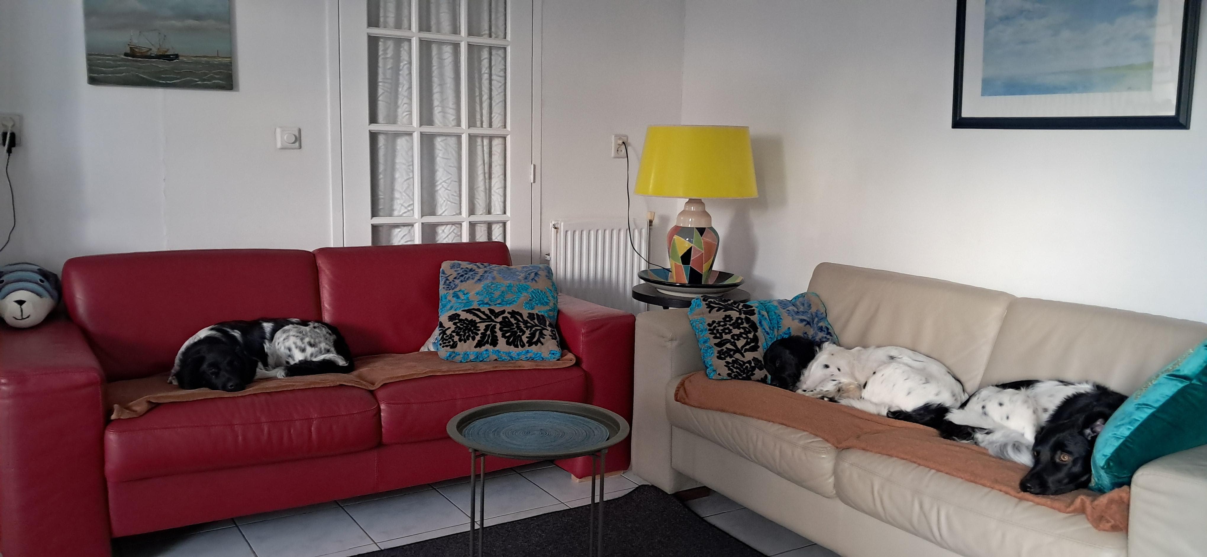 Hond vriendelijk ingericht.