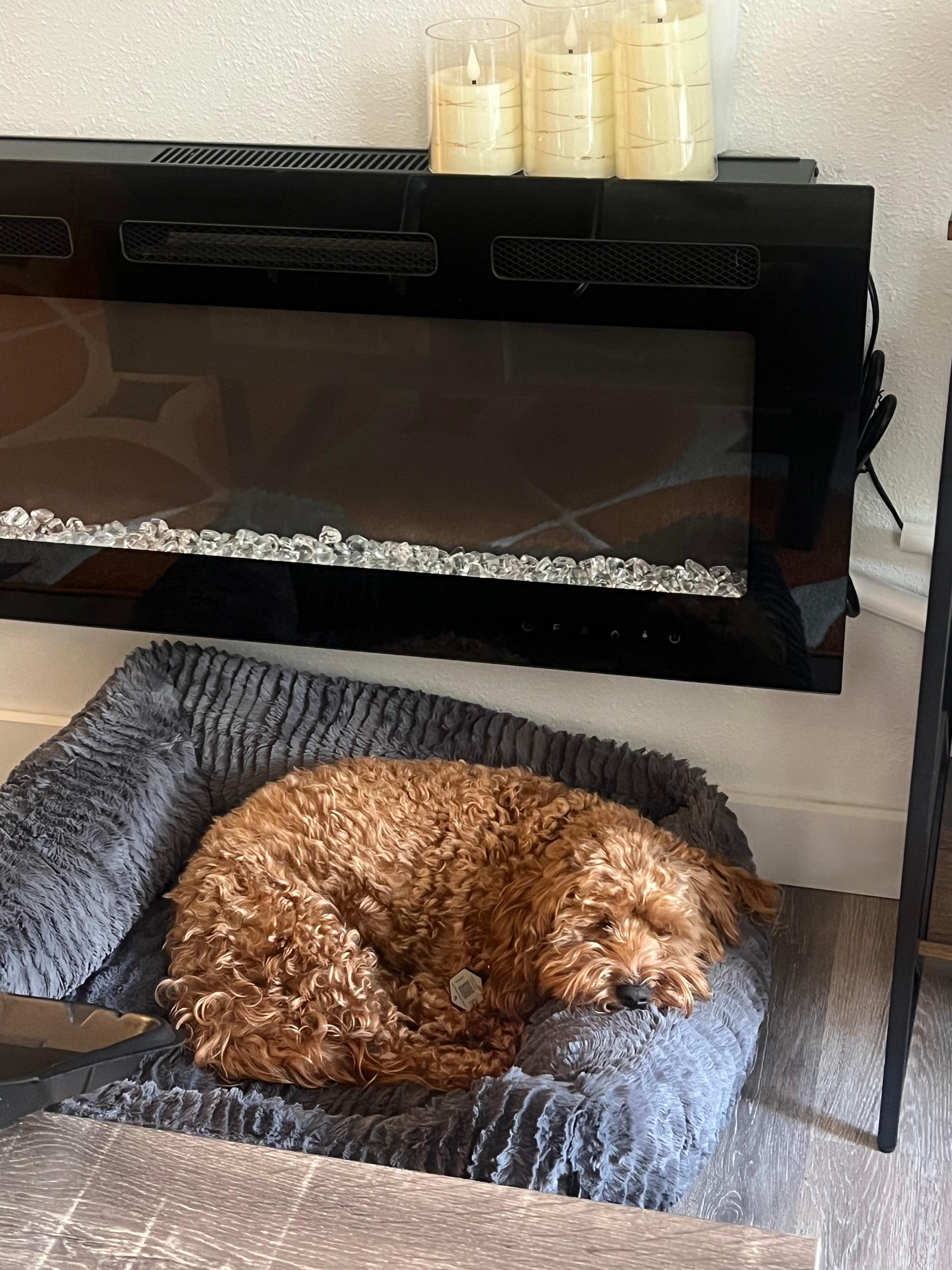 They even had a cozy little bed (and toys) for our pup…which he obviously loved. 