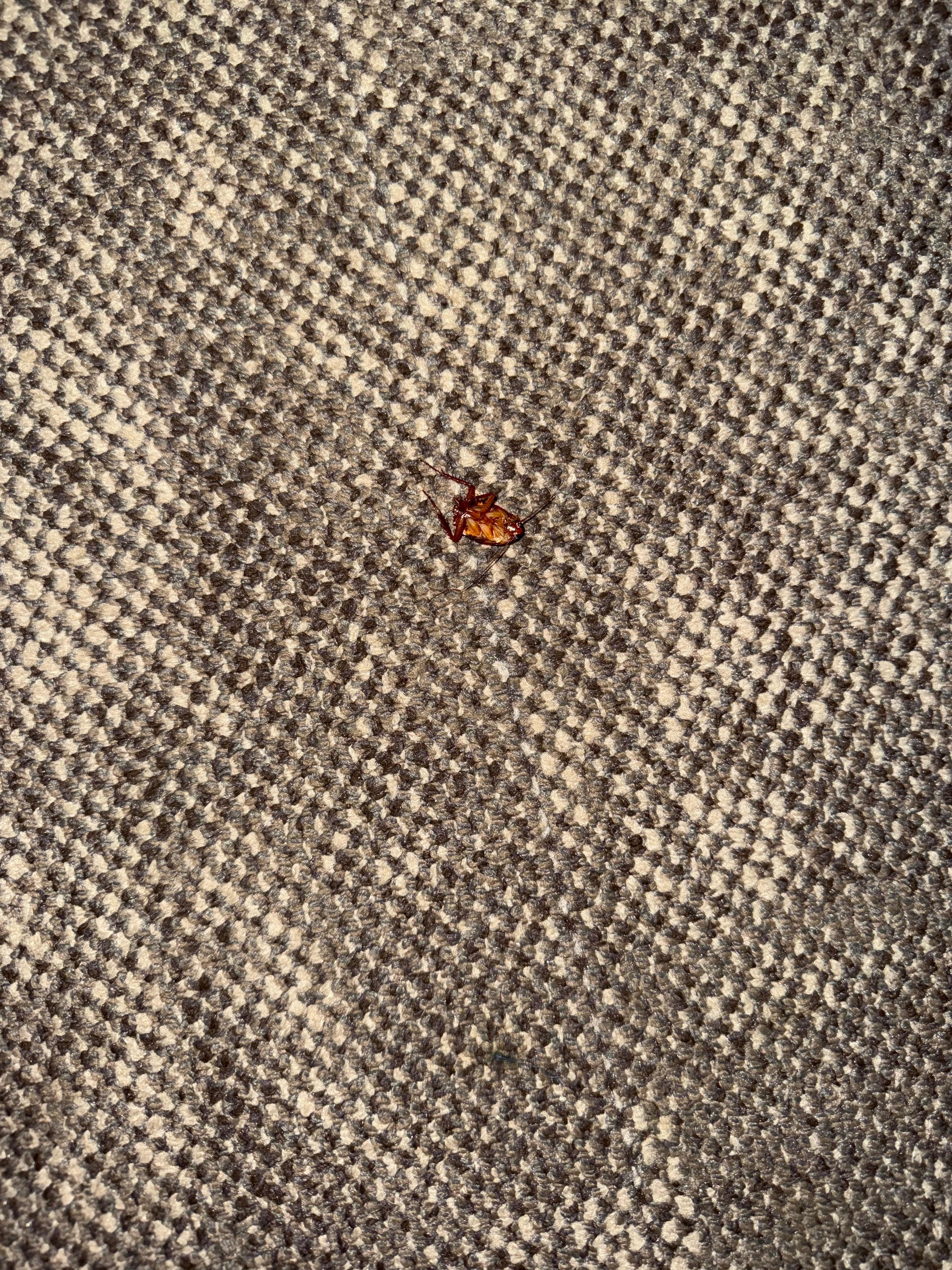 Cockroach in my room and beating by me