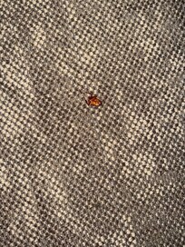 Cockroach in my room and beating by me