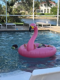 Kids loved the pool!