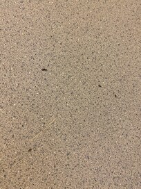 Cohabitating Ants