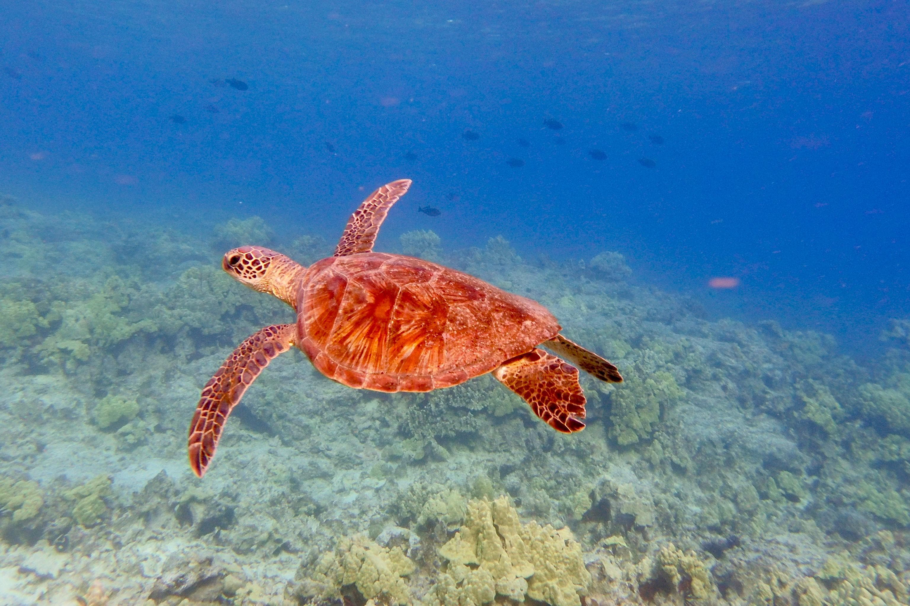 Turtle
