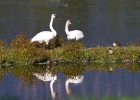 Trumpeter Swans visit Lee Metcalf National Wildlife Refuge. Hike there and be surprised what you will see.