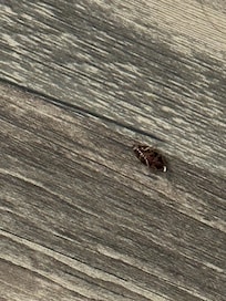 Cockroach that was on the bed