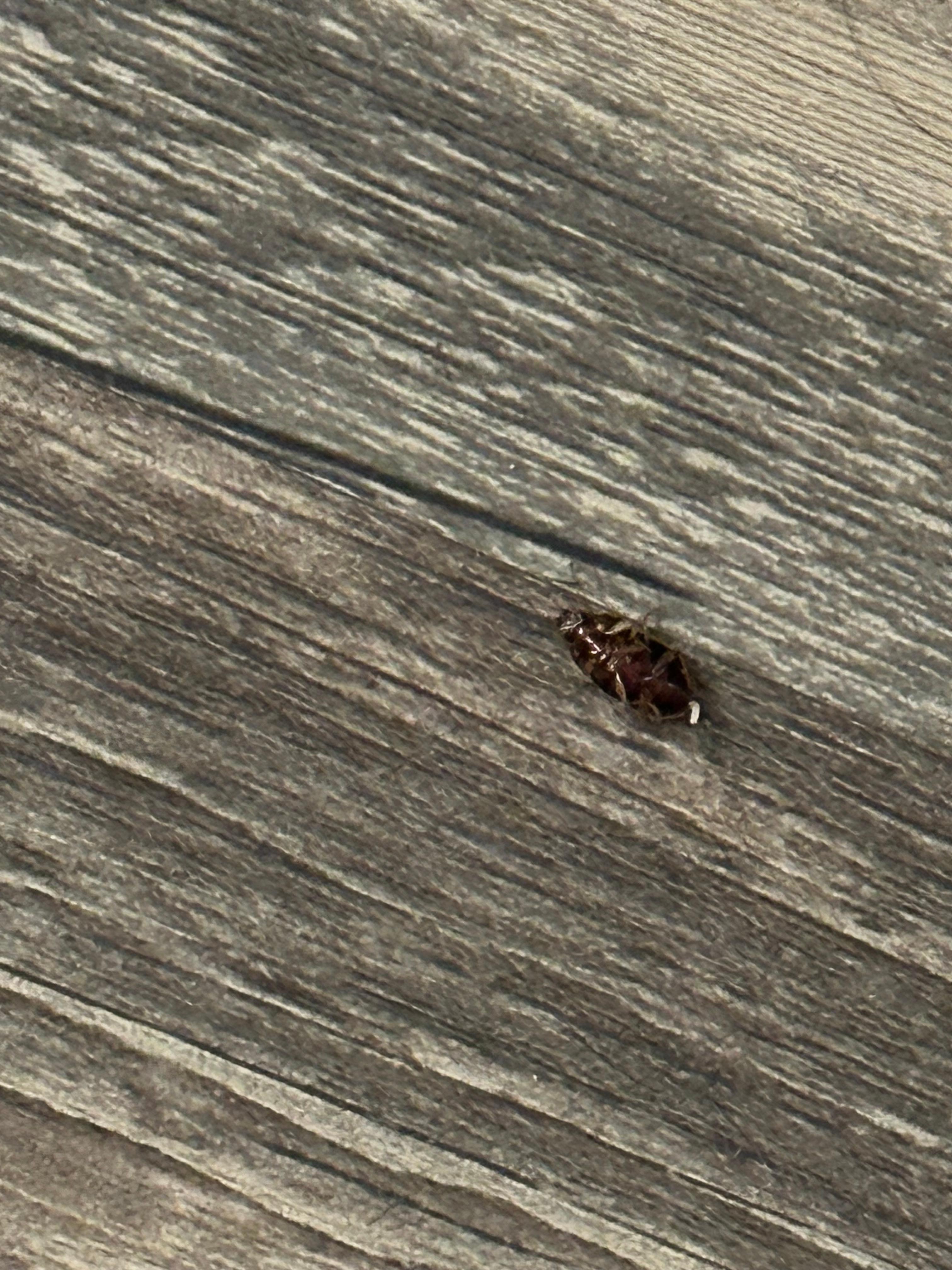 Cockroach that was on the bed