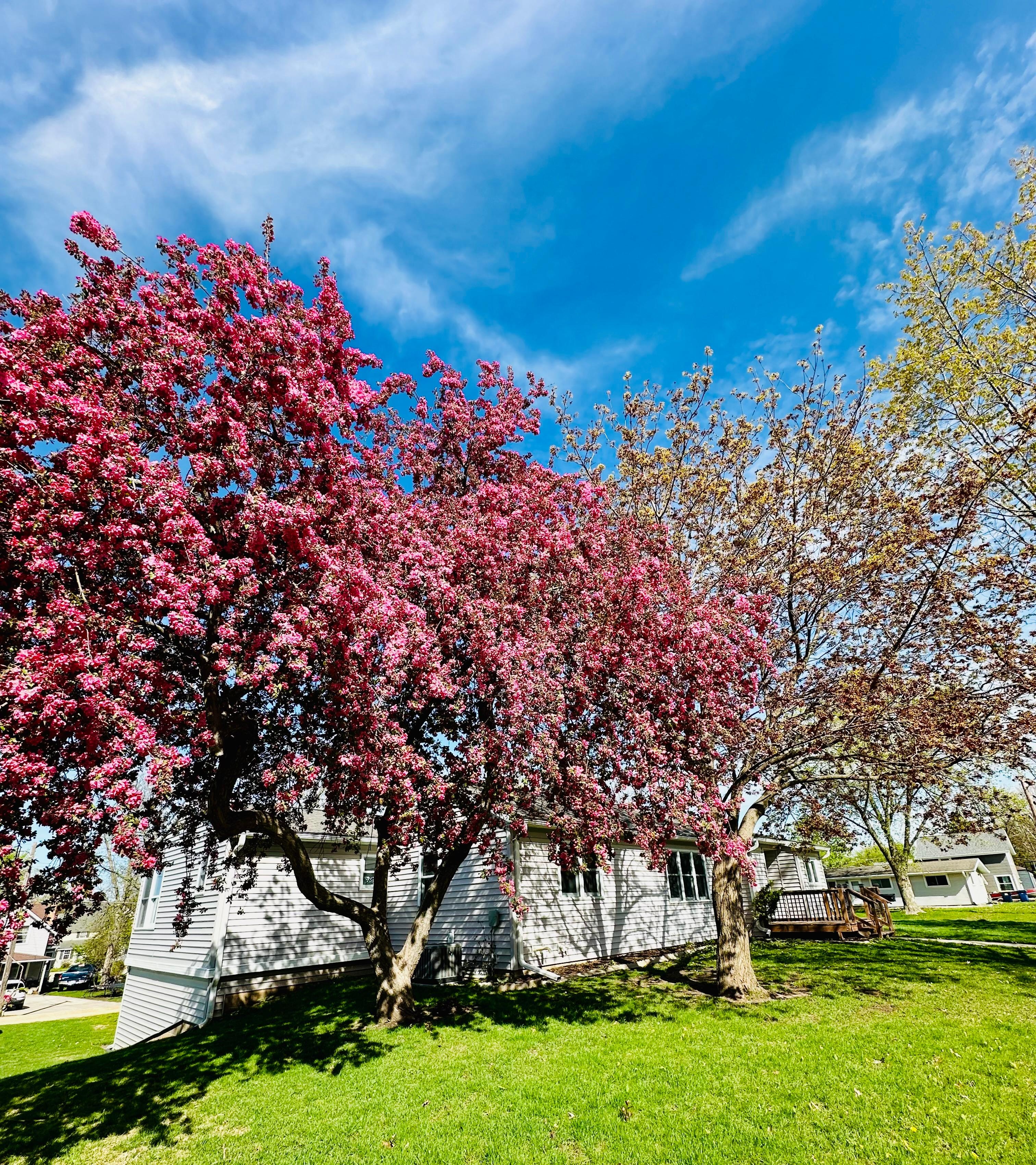 Beautiful blossoming tree in the front yard🌸