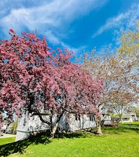 Beautiful blossoming tree in the front yard🌸