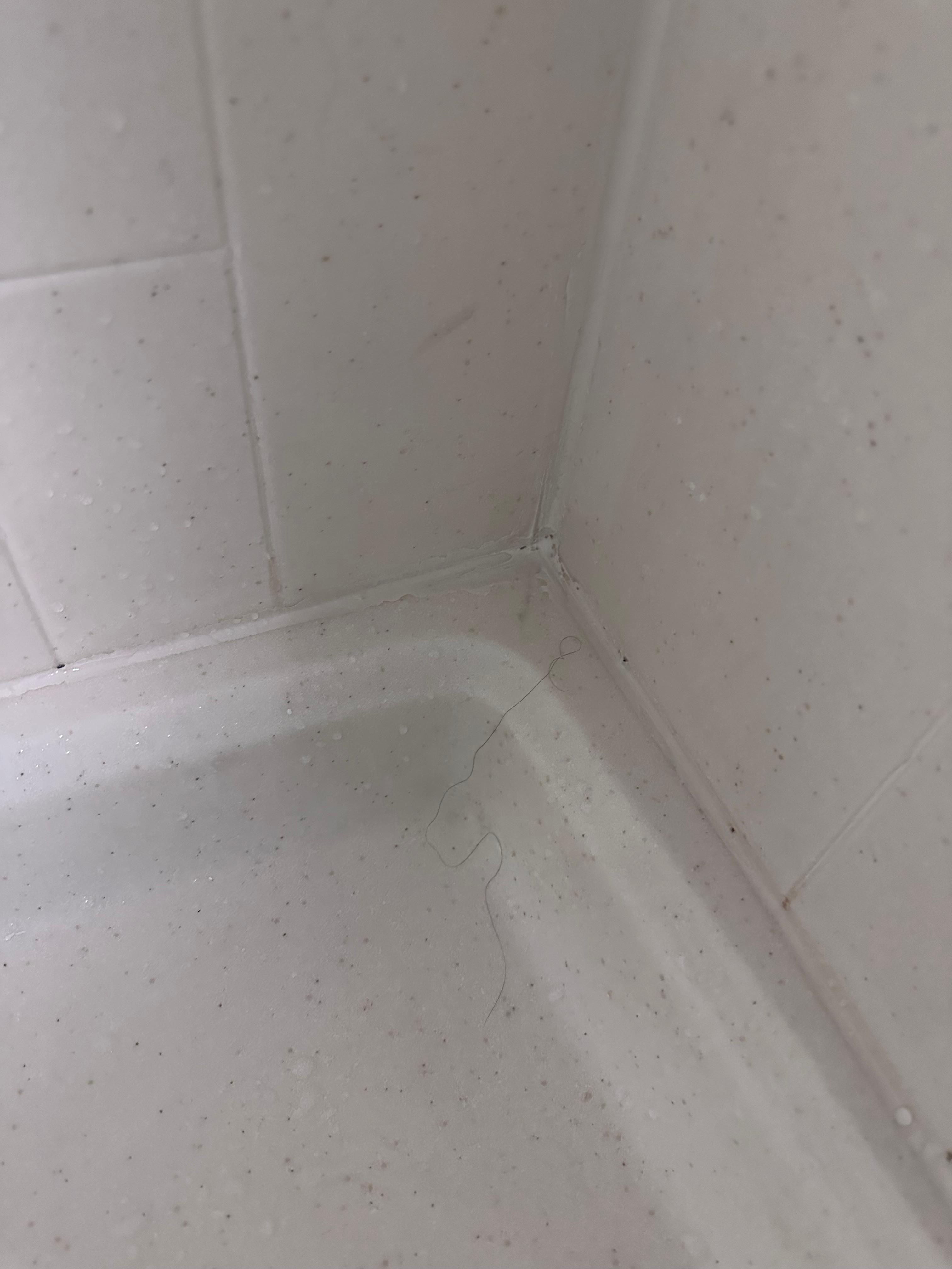 Long hairs all over the shower when I took my first shower…. I have a shaved head 