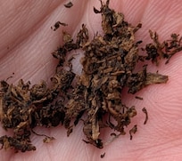 The rest of the tobacco that the dog was eating