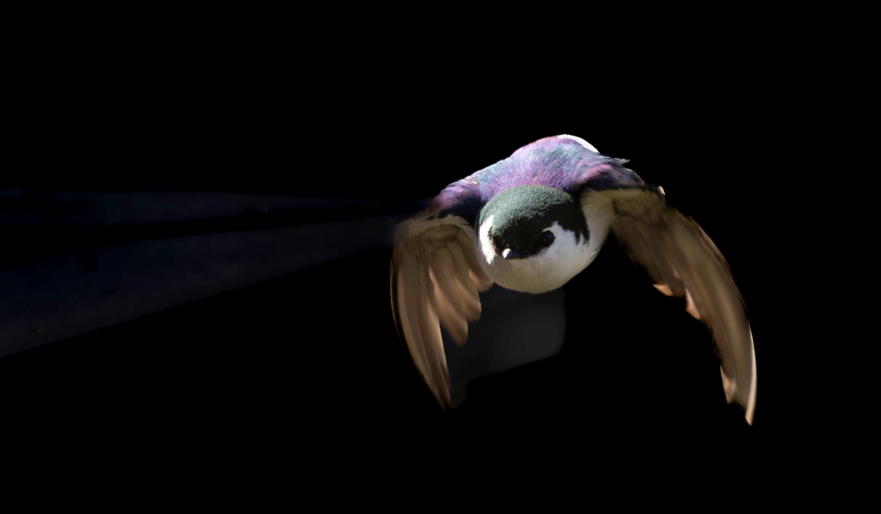 The violet-green swallow taken from the balcony