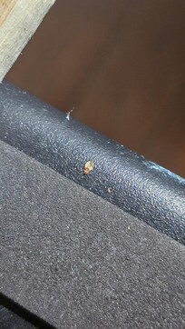 Another bedbug in the bed.