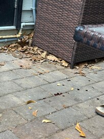 Leaves everywhere, wet, thick, bug attracting piles.