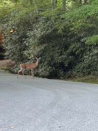 This deer we had to stop for on a trip to the store from the cabin.