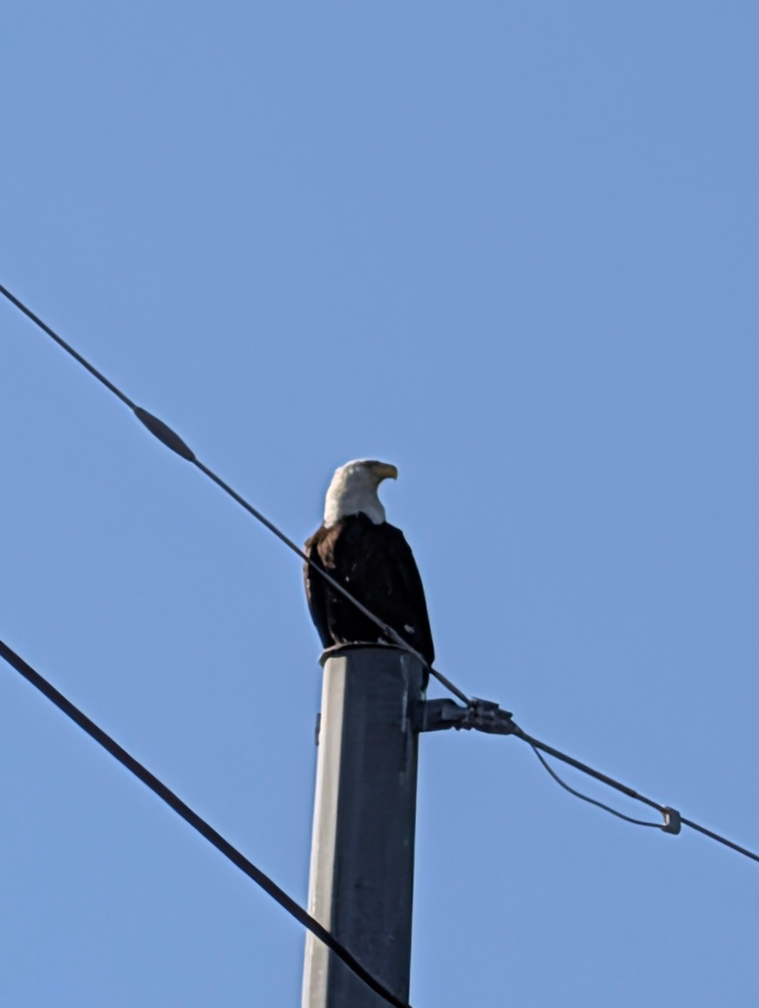 Bald eagle in front of cottage