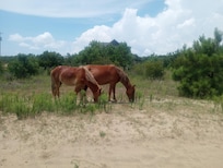 Corolla horses