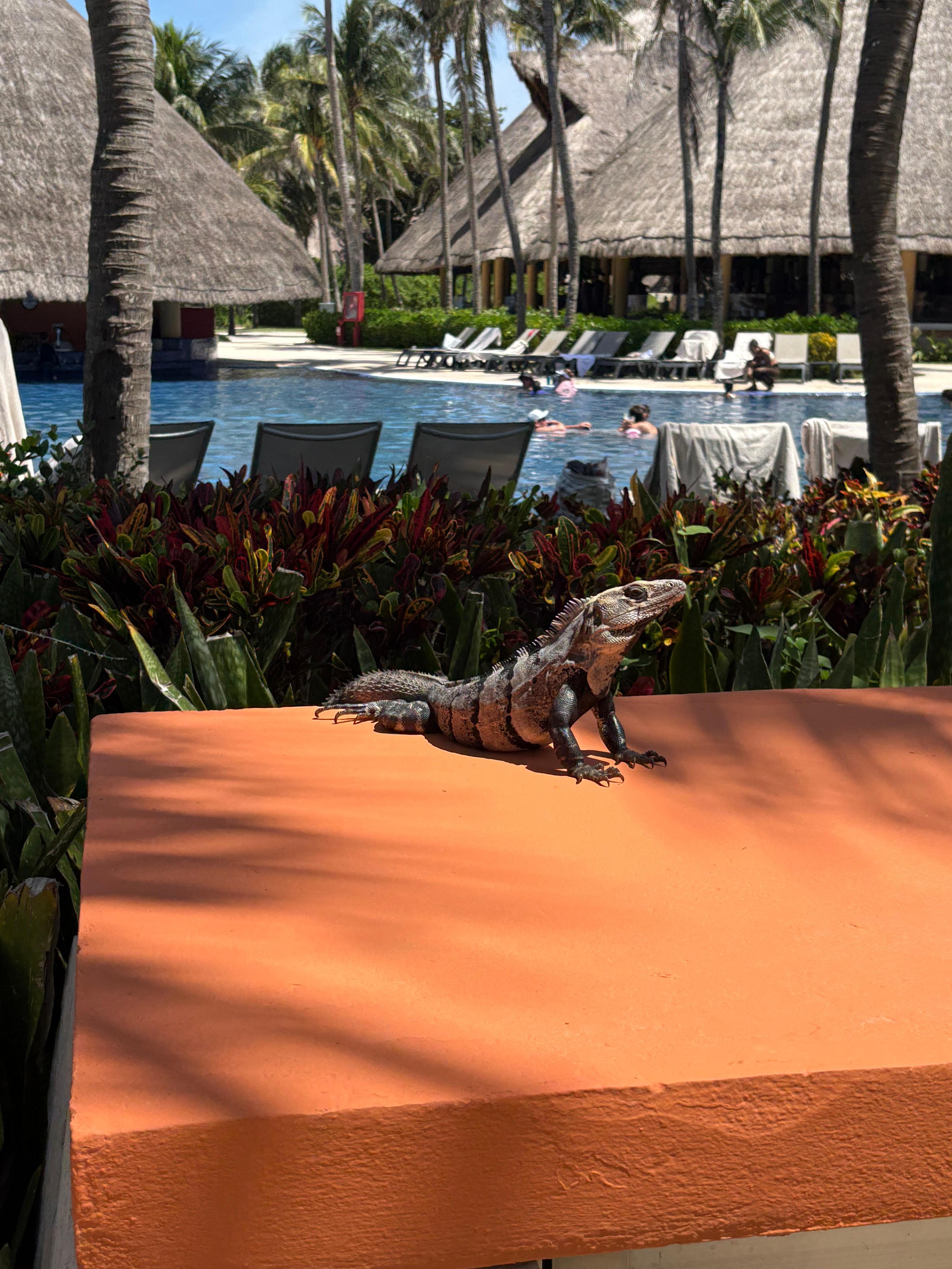 Little friends all over the resort 