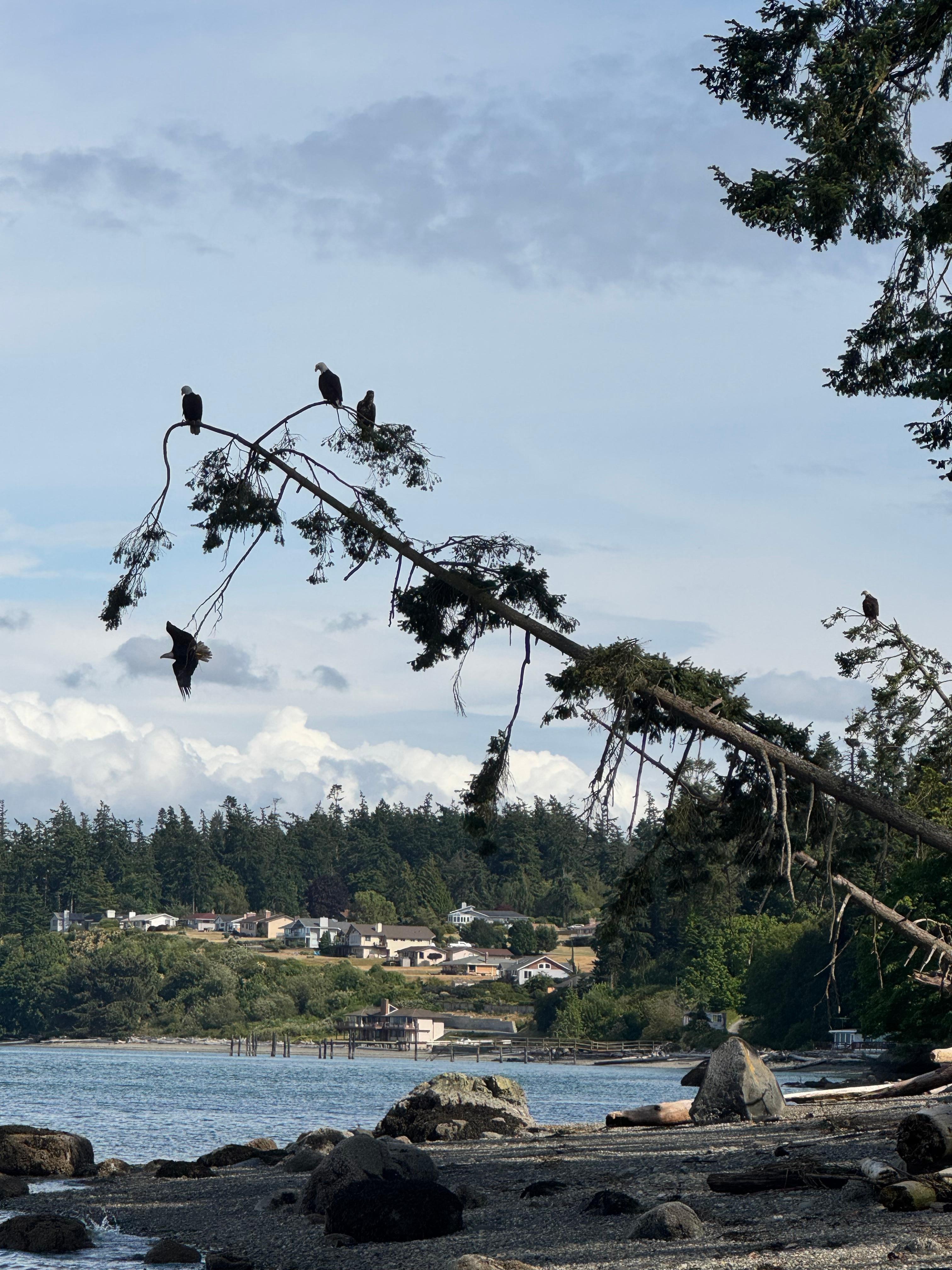 Their is only 5 in this picture but we must have saw 20+ this evening. 