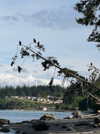 Their is only 5 in this picture but we must have saw 20+ this evening.