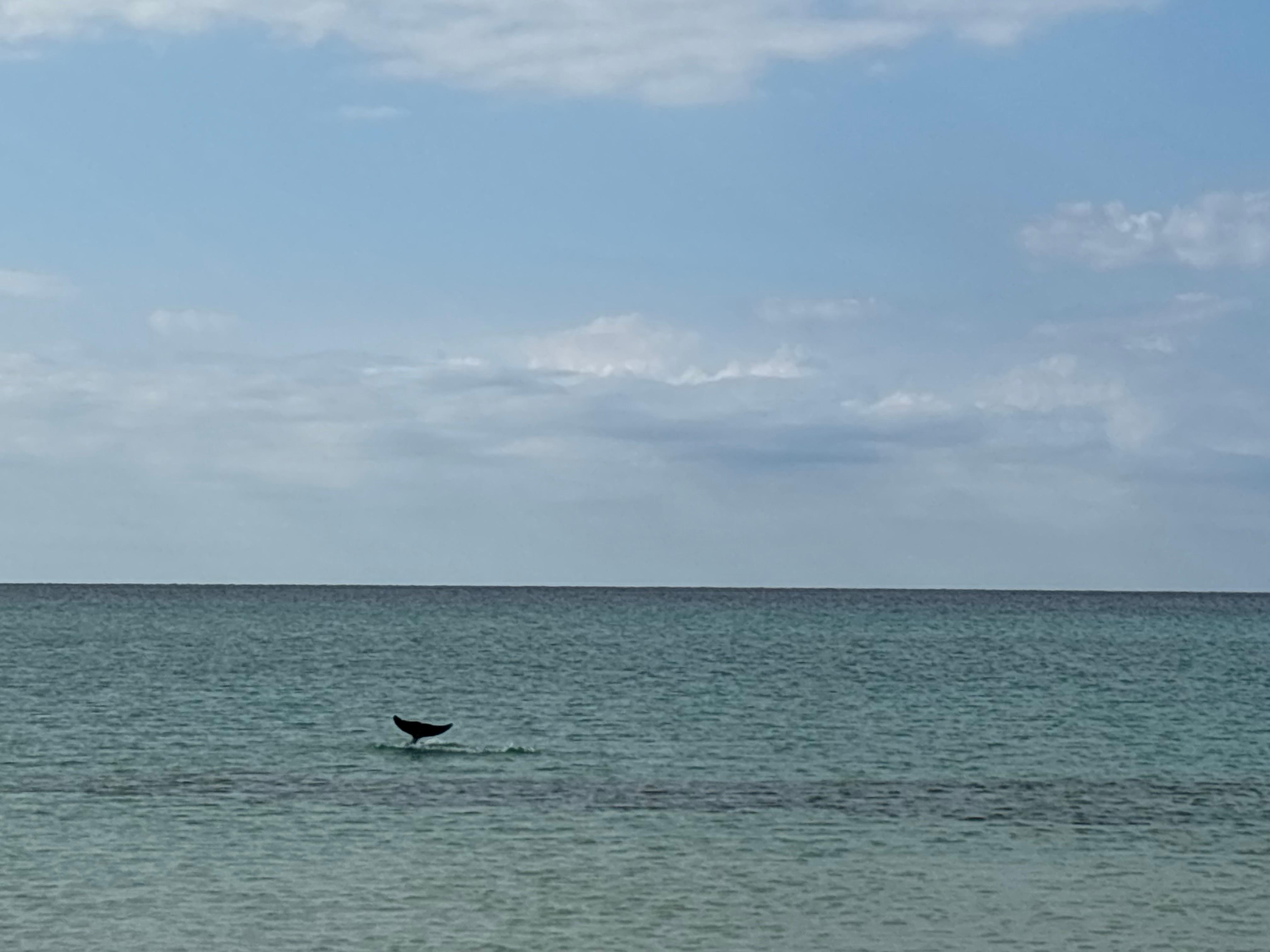 So many dolphins all week.