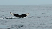 Take a whale watch out of Providencetown