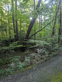 The creek on the way to the cabin