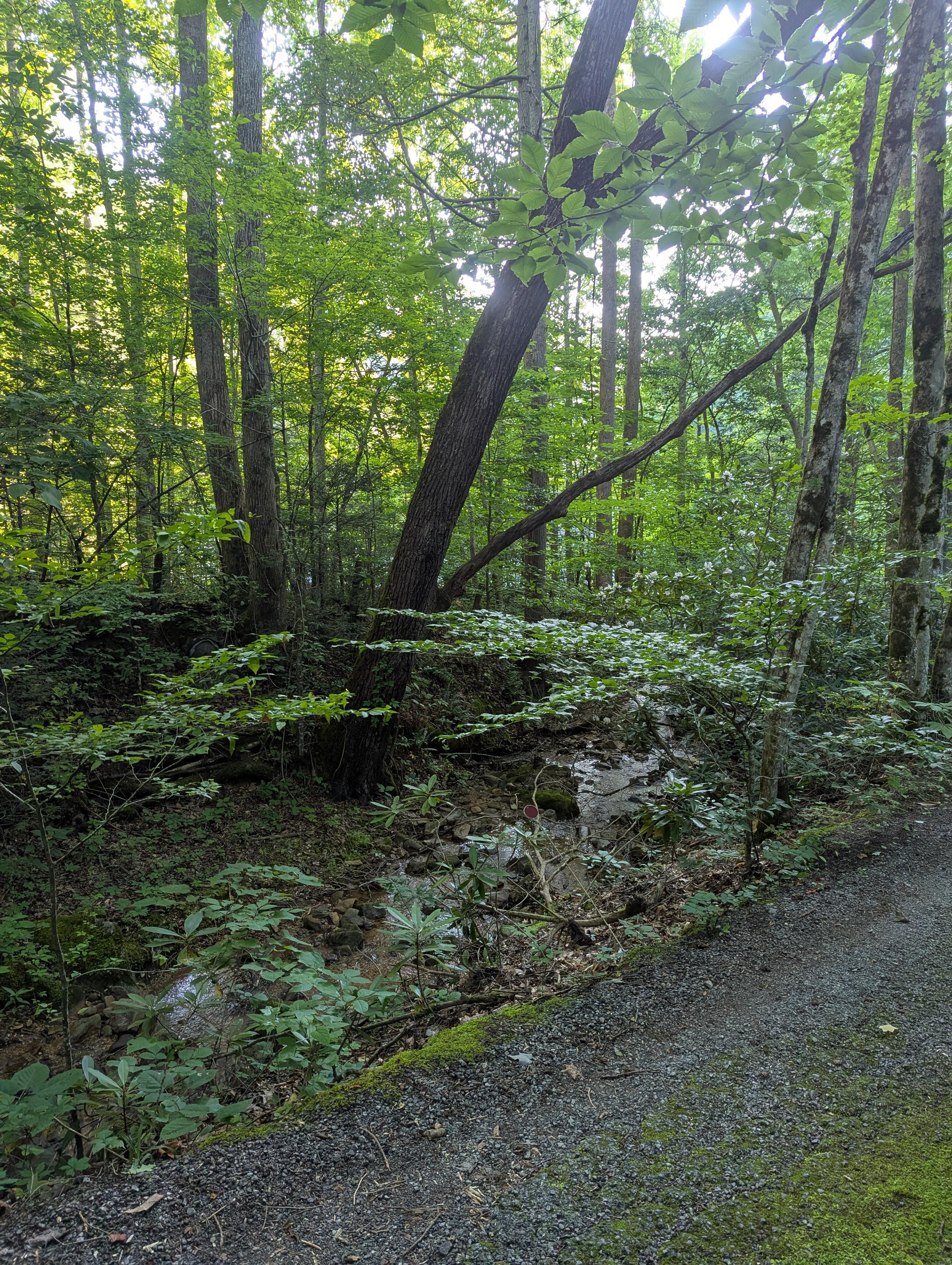 The creek on the way to the cabin