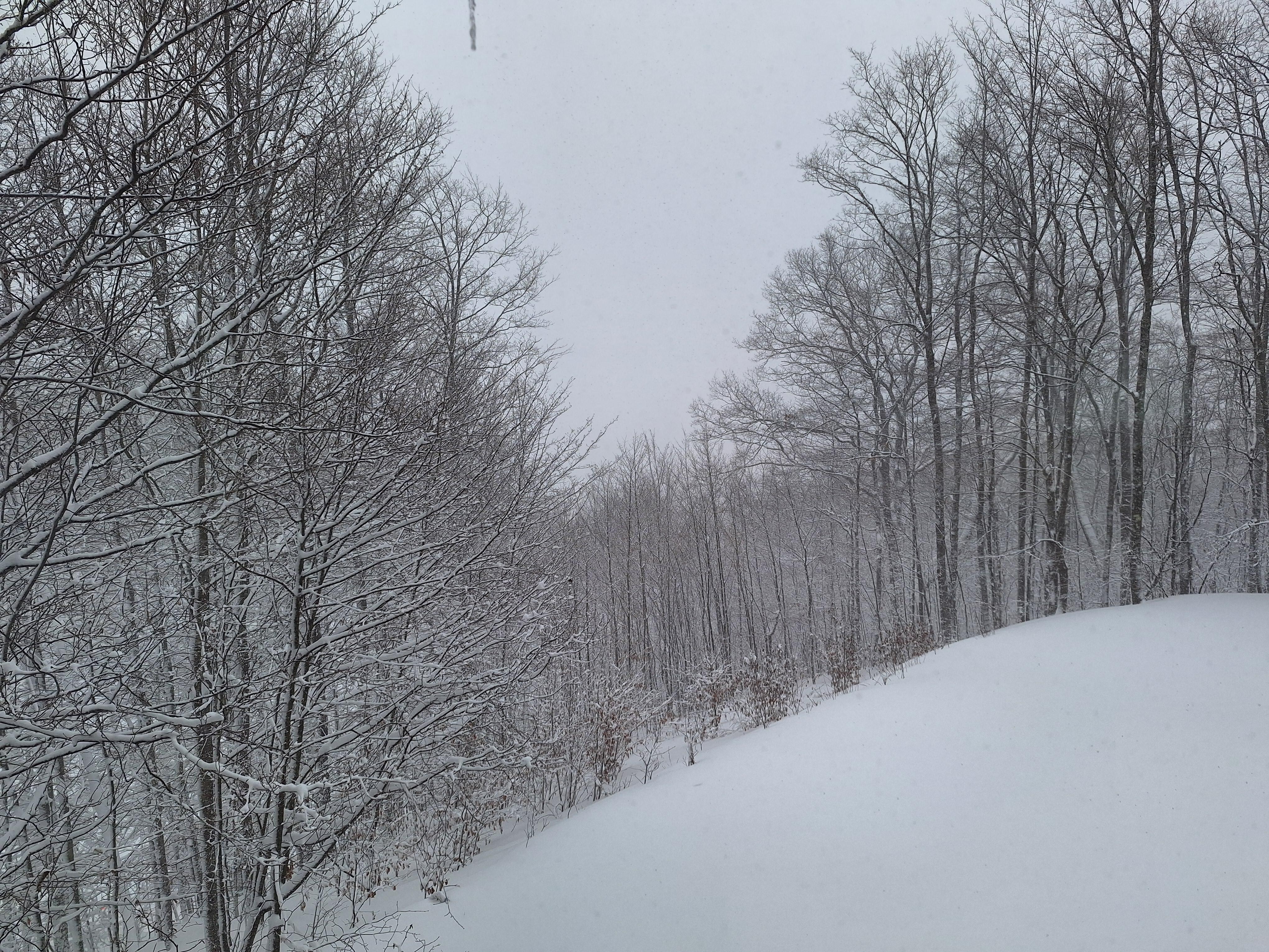 View from living room on a snowy day.