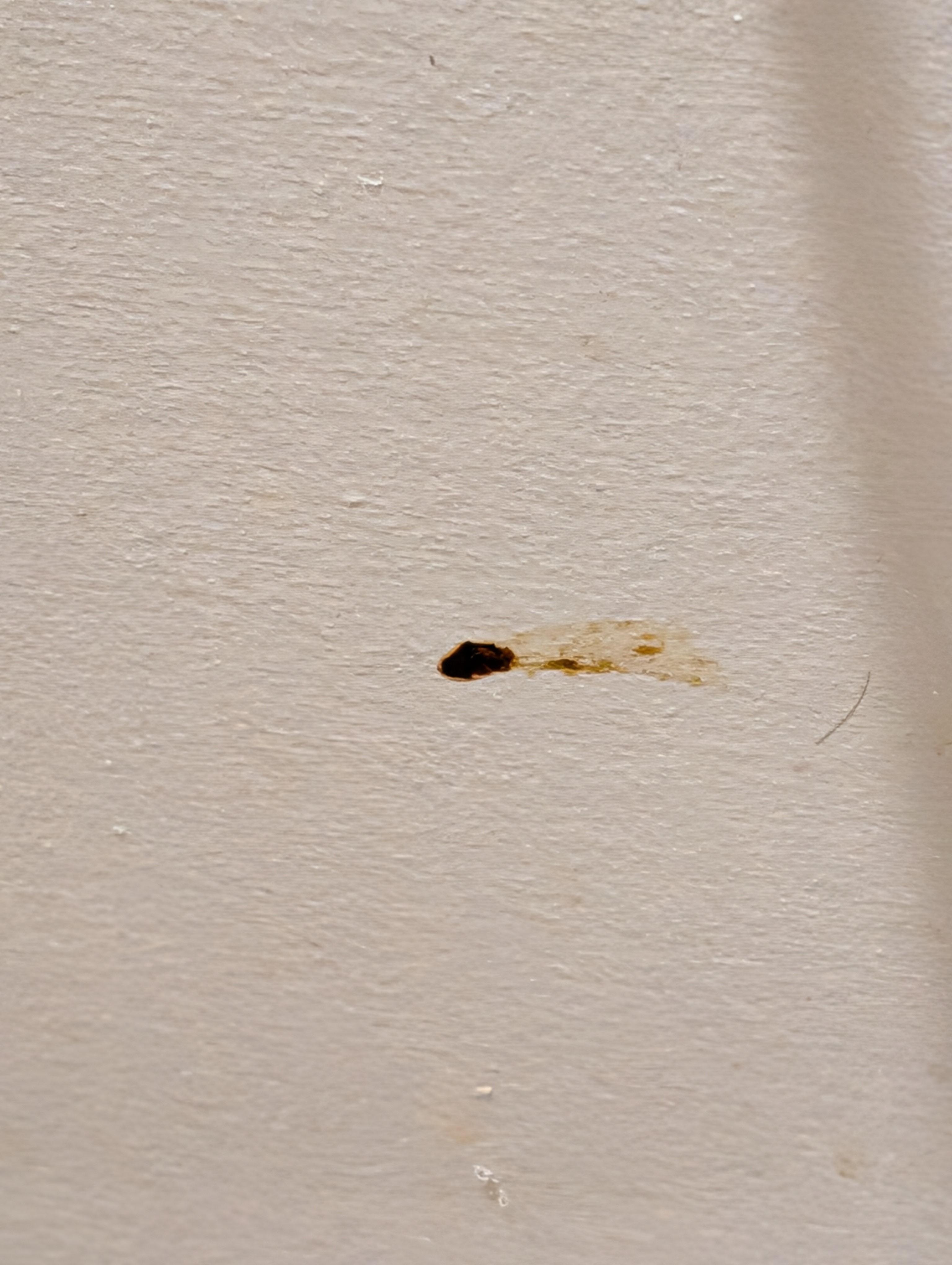 Mystery "stuff??" smeared on wall below paper roll