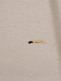 Mystery "stuff??" smeared on wall below paper roll