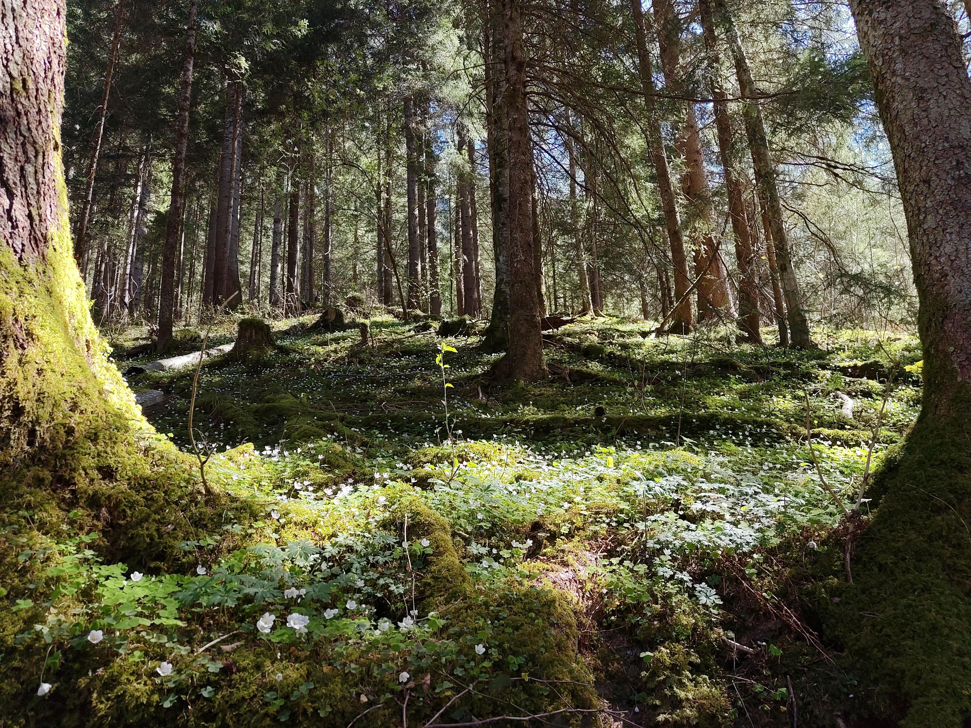 Zauberwald, utterly enchanted by the Spring flowers 