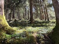 Zauberwald, utterly enchanted by the Spring flowers