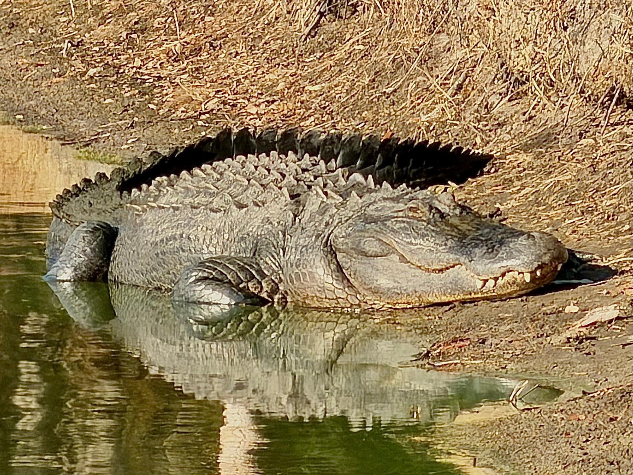 Saw this at the lake several times!