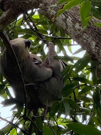 Sloth at the beach!
