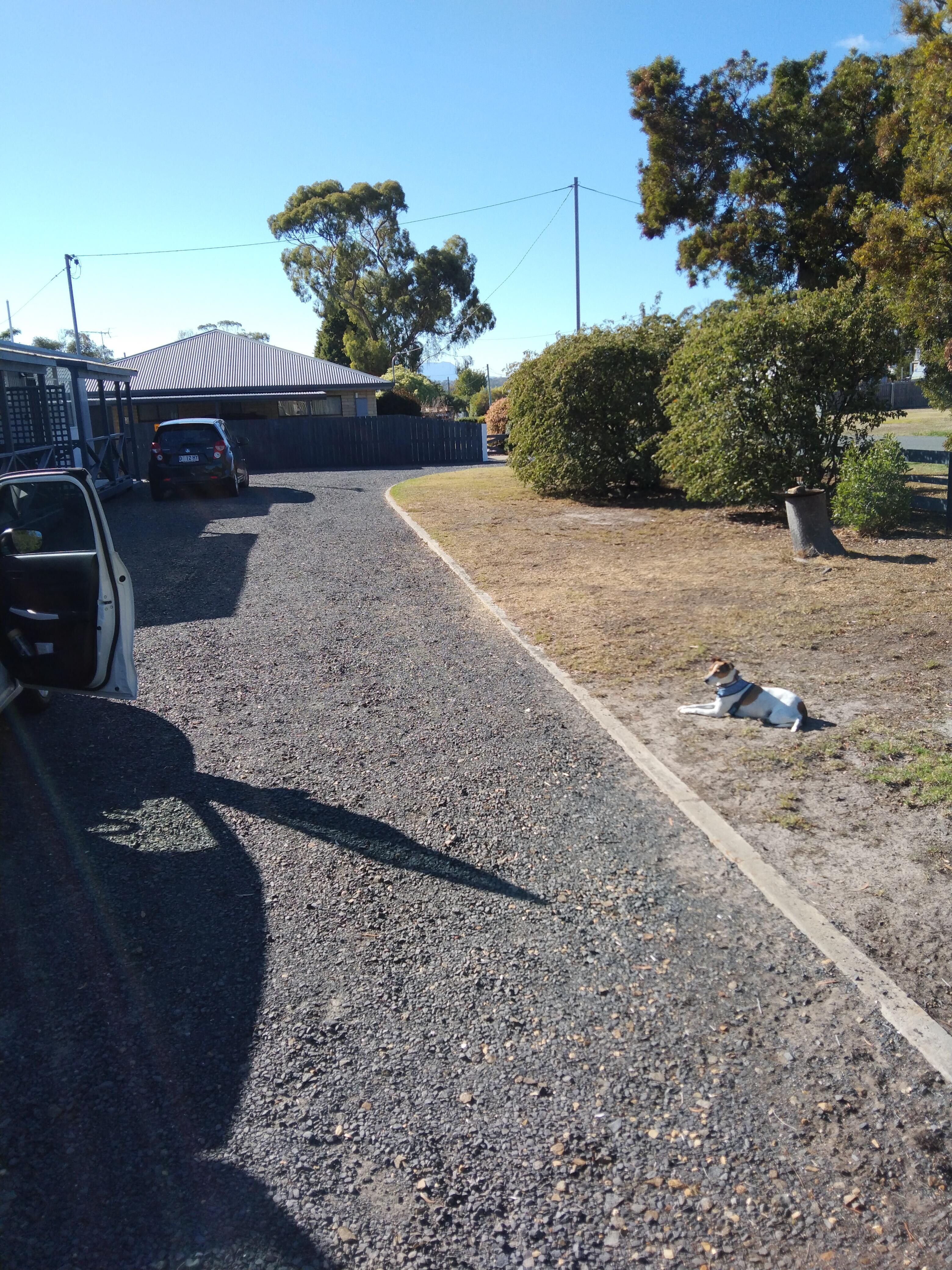 Our dog being very relaxed