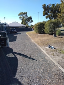 Our dog being very relaxed