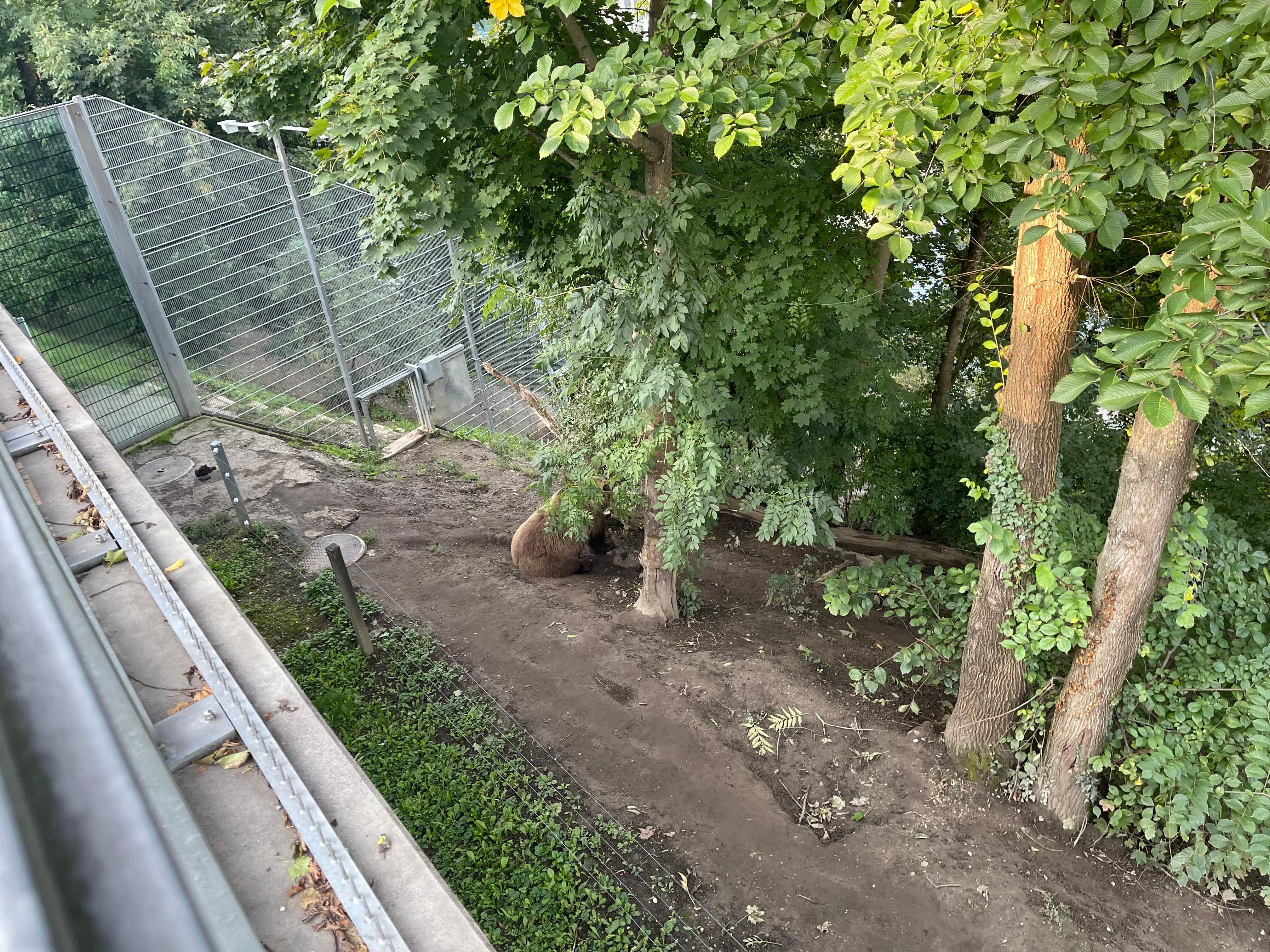 Easily spot of bear that freely roam 