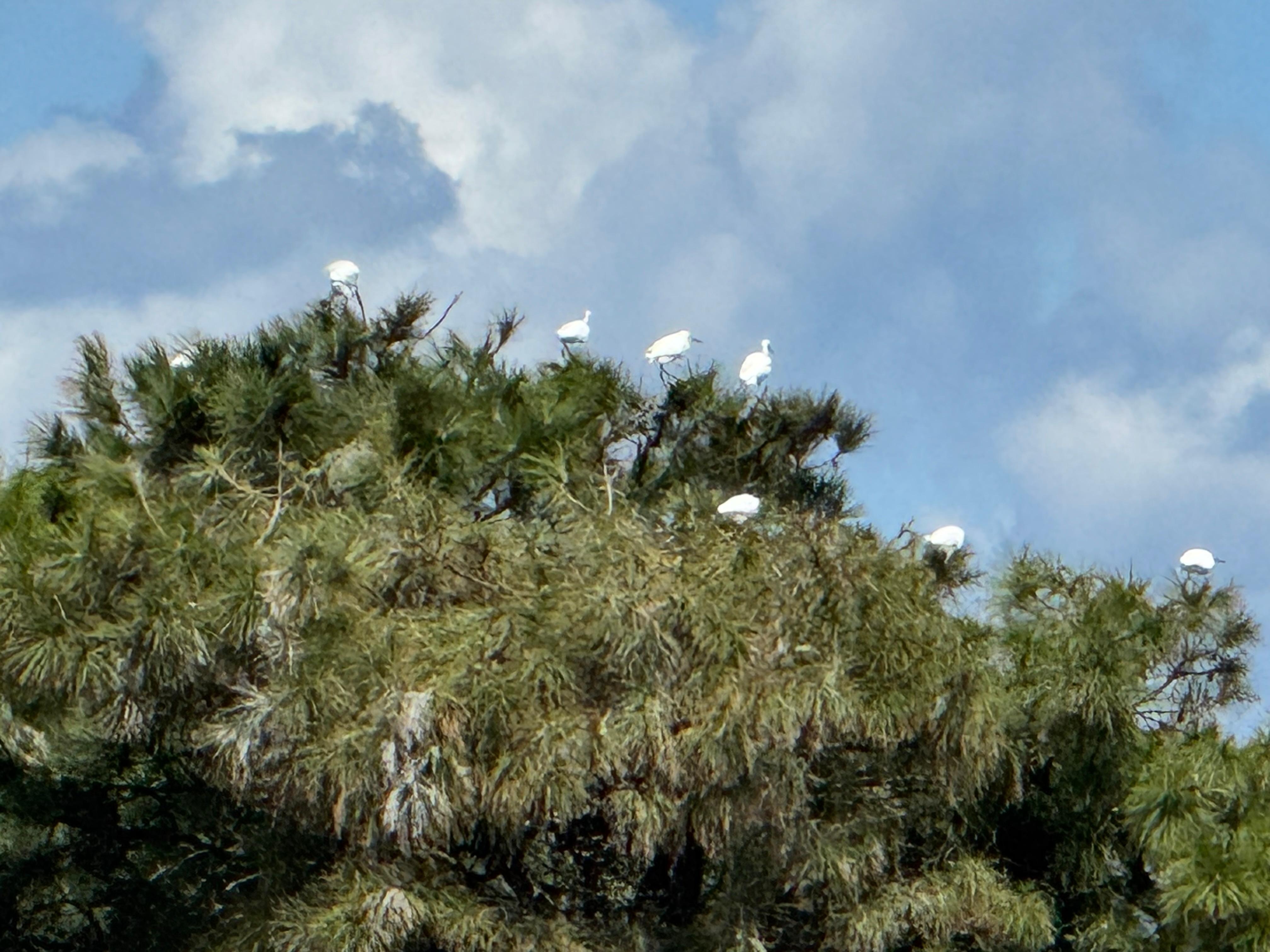 Snowy egrets at Gordon’s Pond, Cape Henlopen State Park from the bike/walking trail
