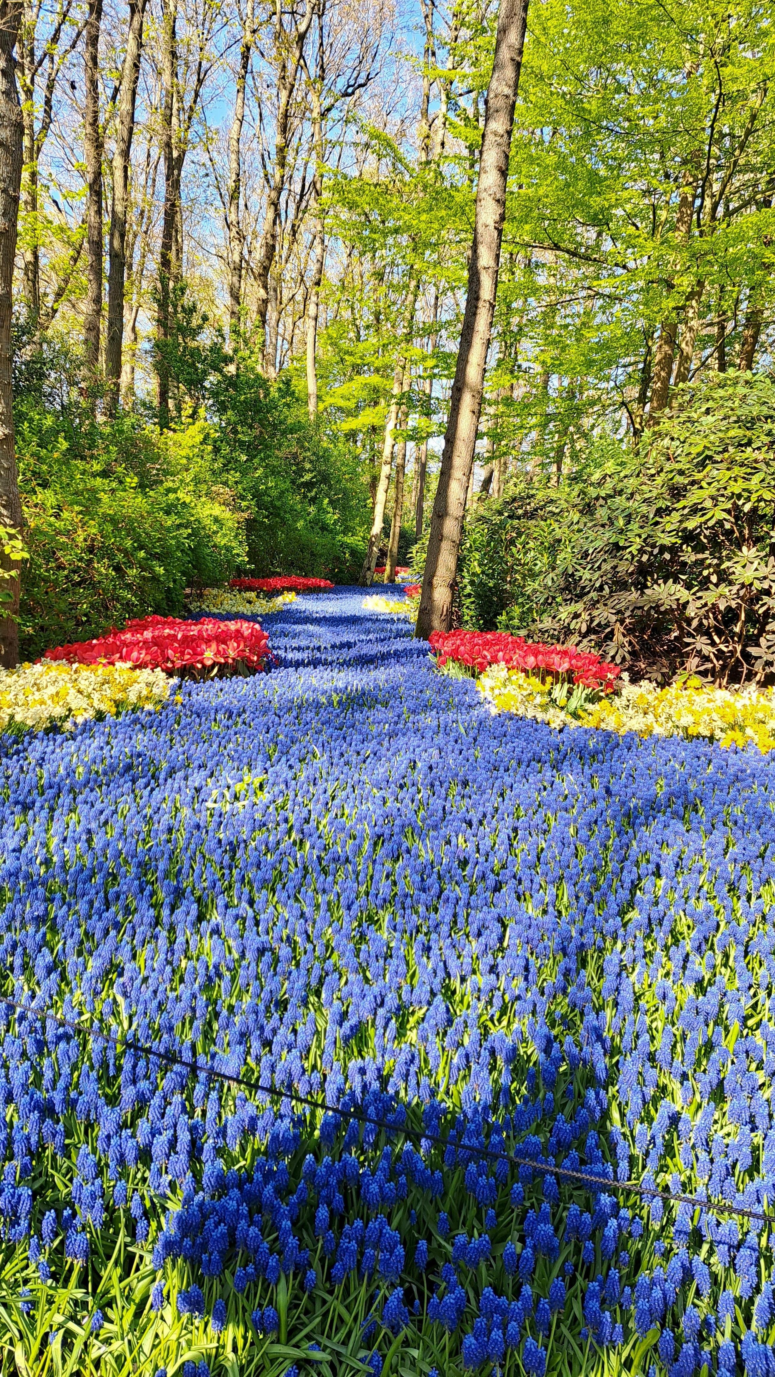 Keukenhof 