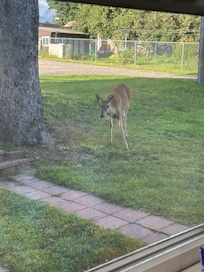 Enjoyed watching some local visitors in the yard