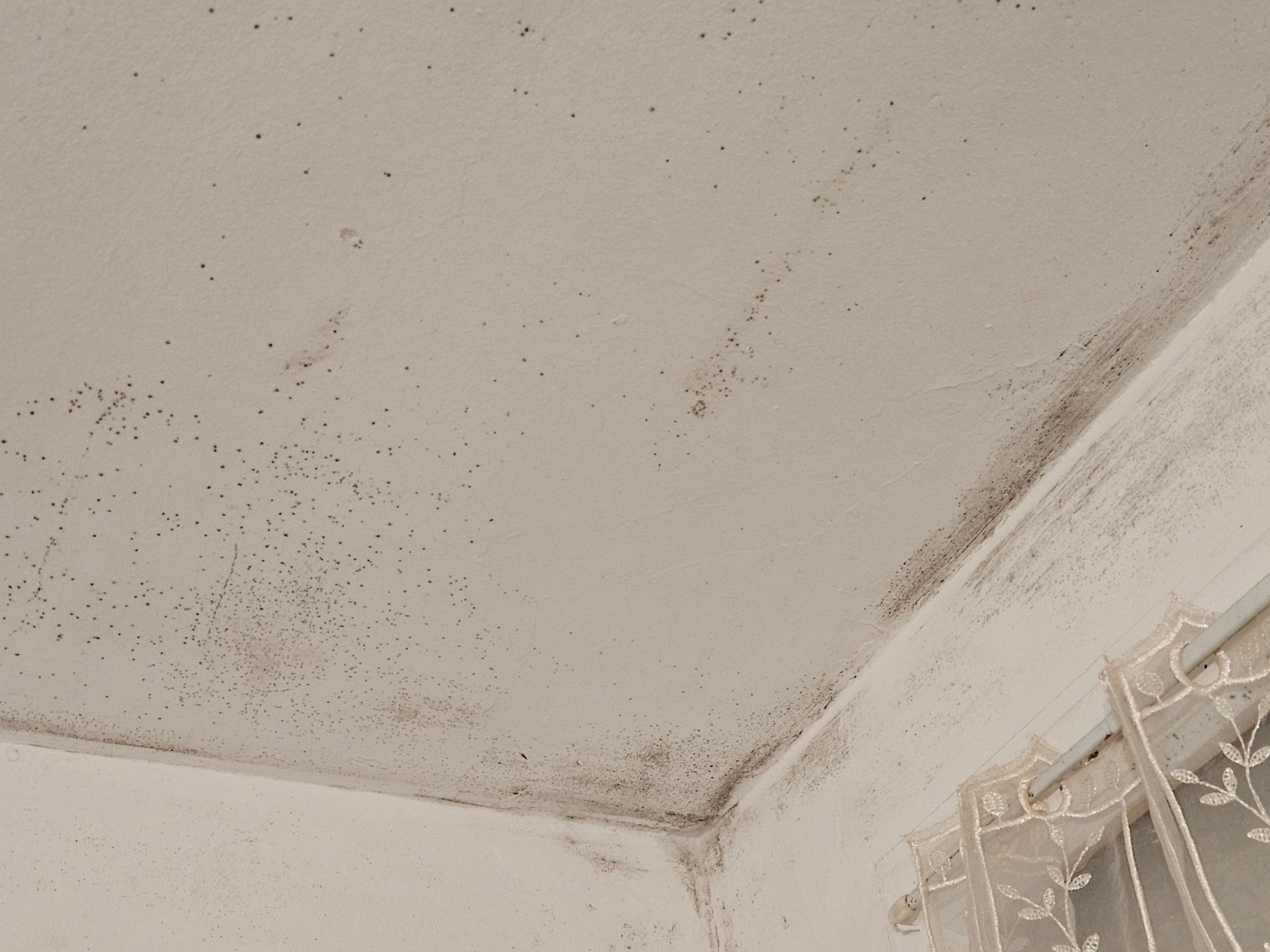 Voilà ce que ce couple ce permet de loué une salle de bain avec le plafond tout moisie ;( 