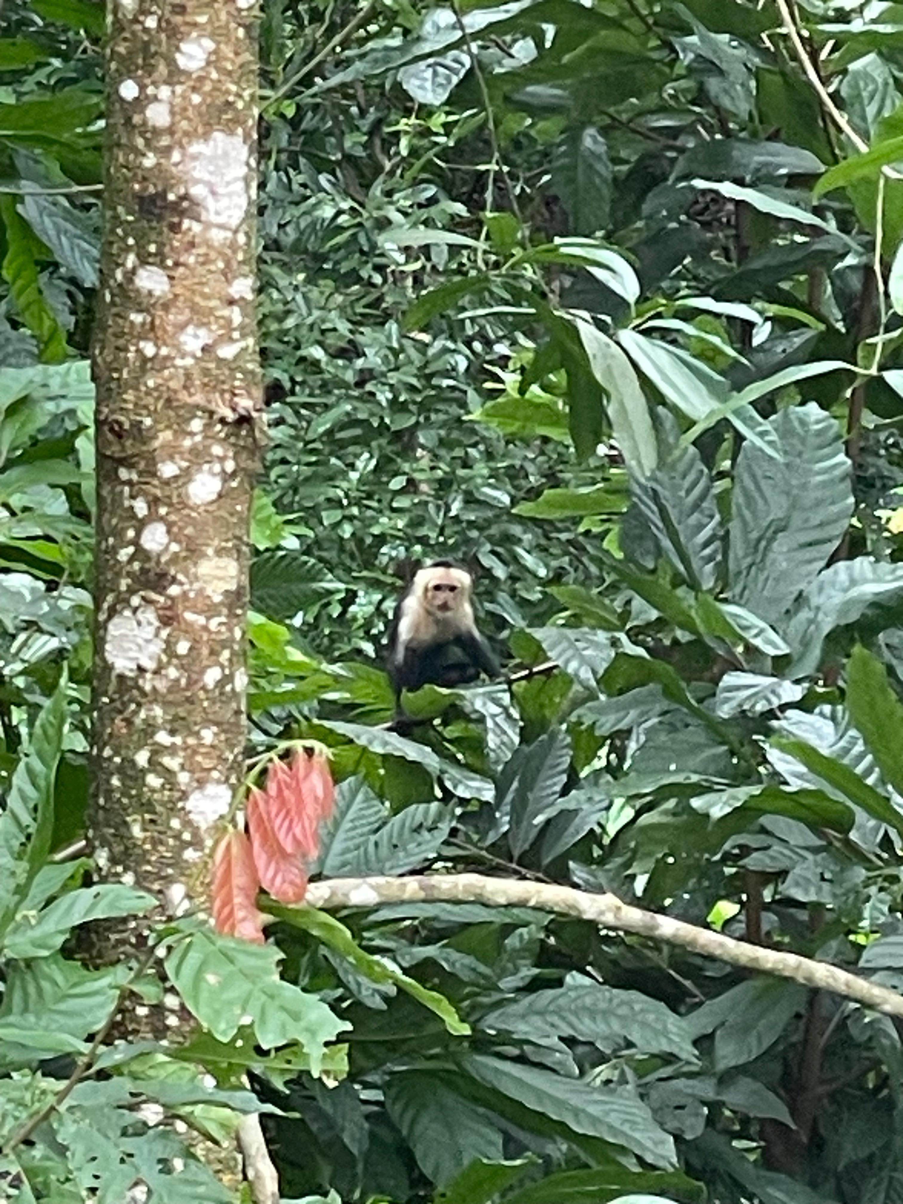 Almost daily visitors