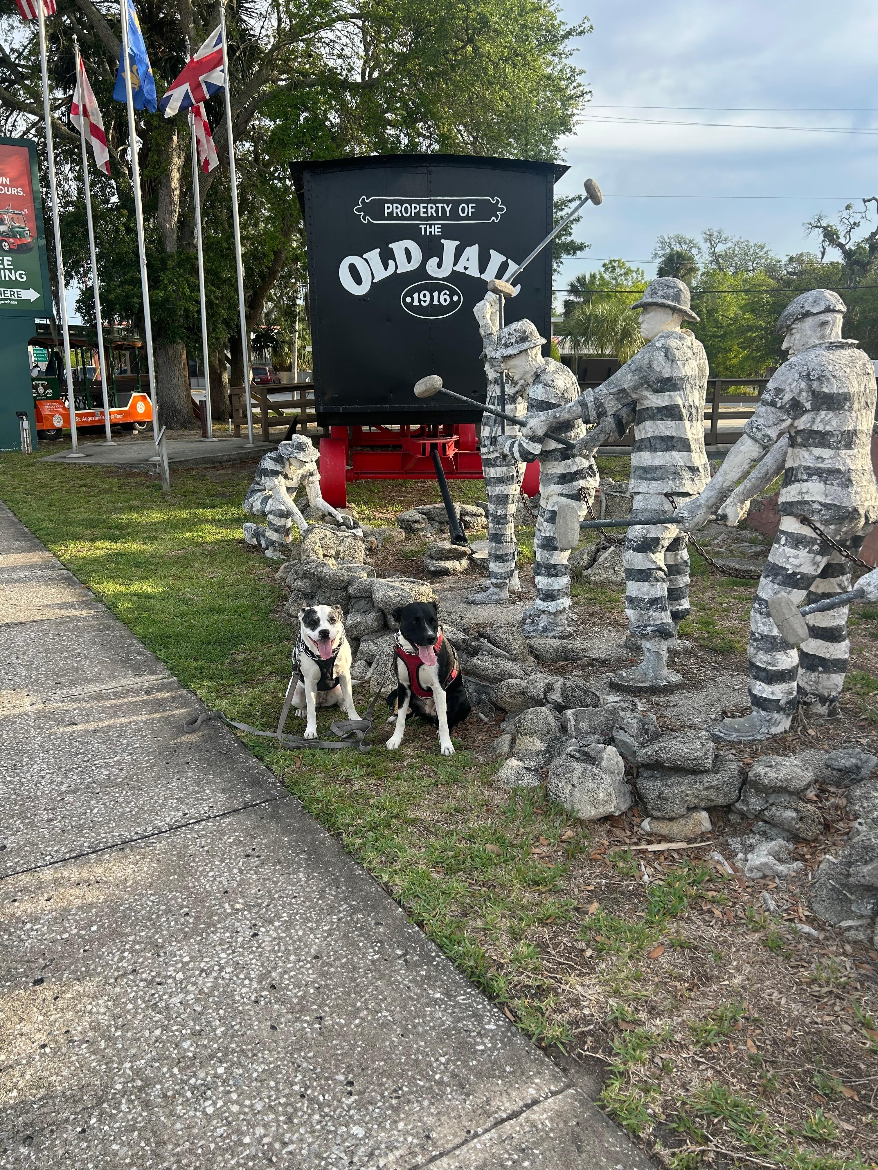 Sadie Lee & Maggie Mae placed on the chain gang. 