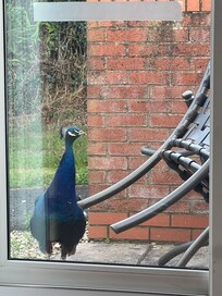 Tiny patio, not private, but lots of lovely peacocks roaming free.