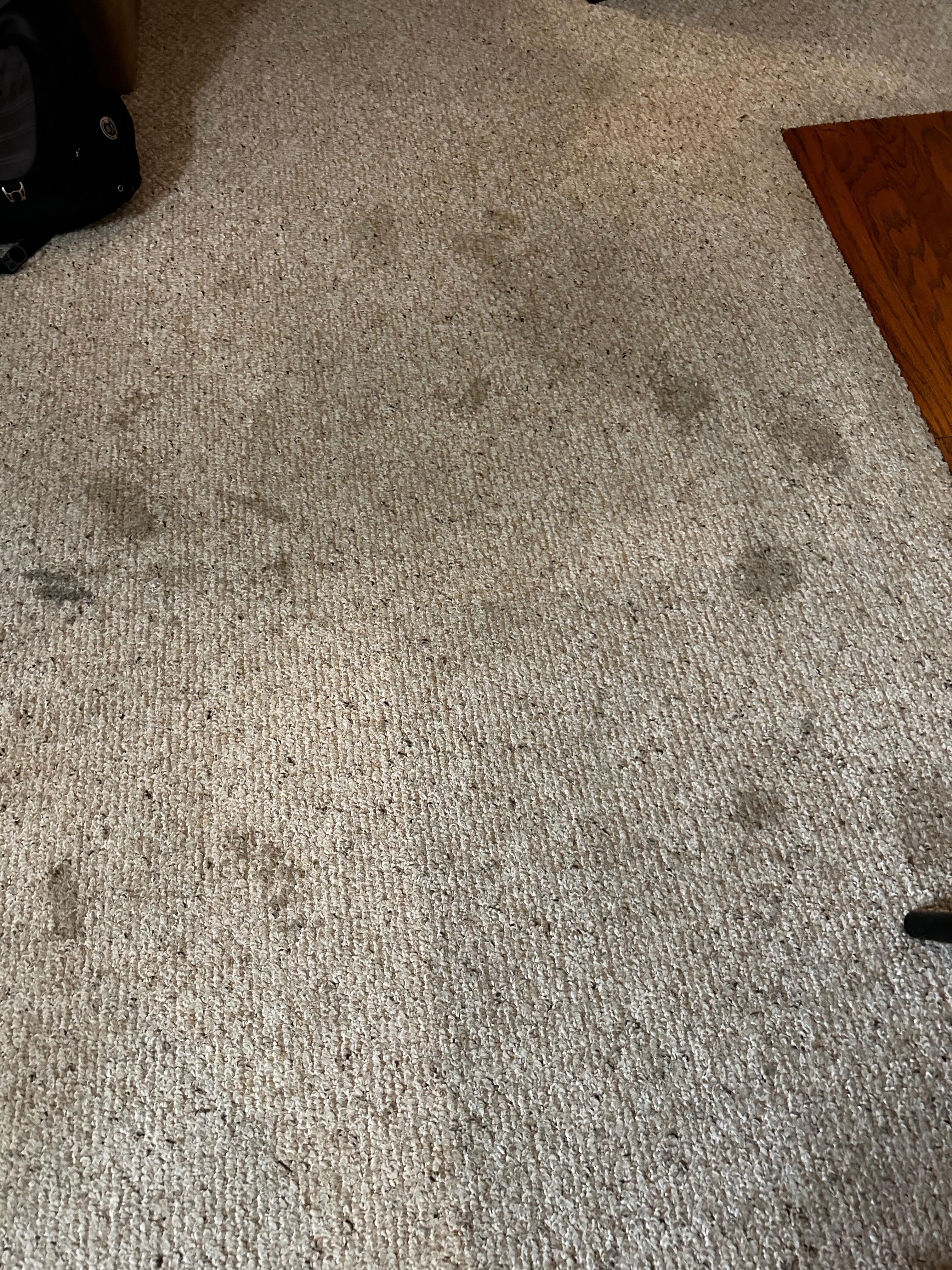 Carpet in living space 