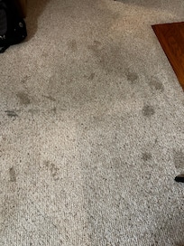 Carpet in living space