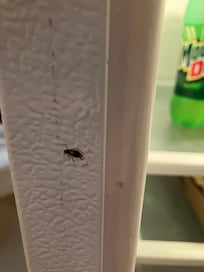 There were two smashed where the refrigerator seal is on the fridge