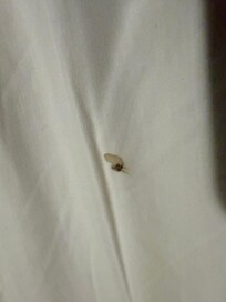 Blood on bedsheets